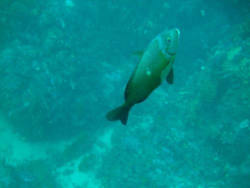 Janbruin seabream (Gymnocrotaphus curvidens) — Sparidae — 4