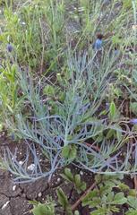 Porophyllum linaria