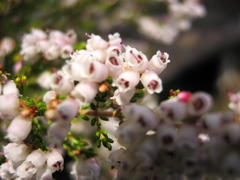 Erica gibbosa