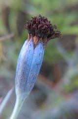 Porophyllum linaria