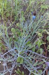 Porophyllum linaria