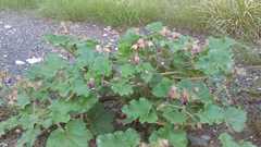 Proboscidea louisianica