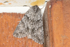 Andropolia contacta