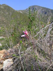 Ixia stohriae