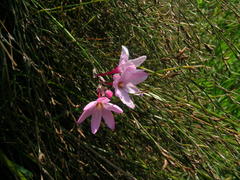 Ixia stohriae