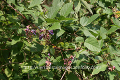 Canavalia septentrionalis