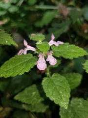 Stachys mexicana