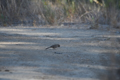 Melozone crissalis