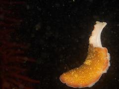 Thysanozoon brocchii