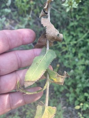 Grindelia adenodonta