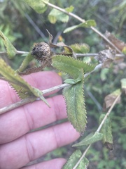 Grindelia adenodonta