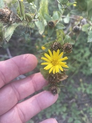 Grindelia adenodonta