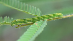 Abaeis mexicana
