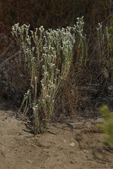 Pseudognaphalium