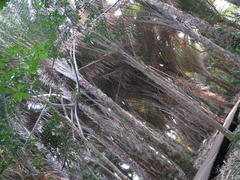 Raphia australis