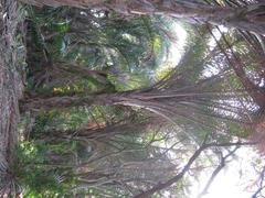 Raphia australis