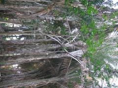 Raphia australis