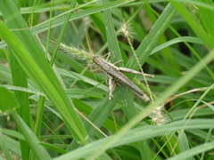 Acantherus piperatus