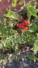 Solanum dulcamara