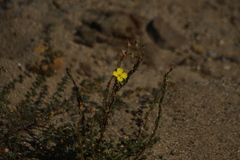 Camissoniopsis