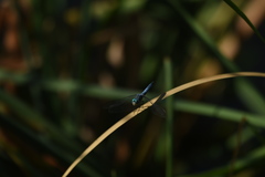 Pachydiplax longipennis