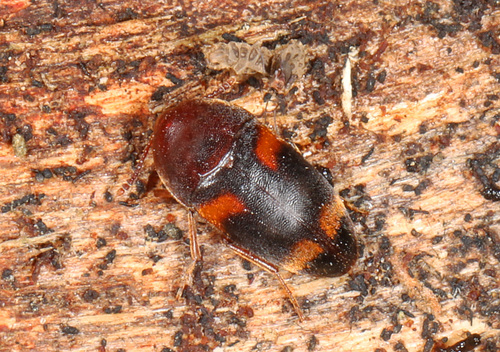 Holostrophus bifasciatus photo 2