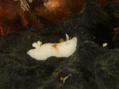 Cadlina