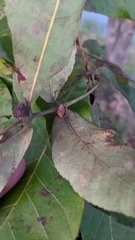 Phylloxera caryaeren