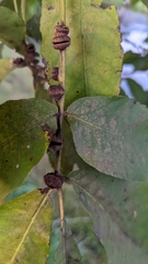 Phylloxera caryaeren