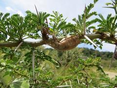 Vachellia kosiensis