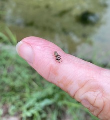 Pseudotephritina