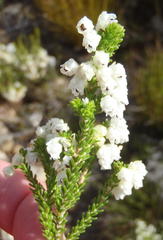 Erica fimbriata