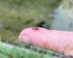 Pseudotephritina