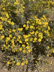 Heterotheca utahensis