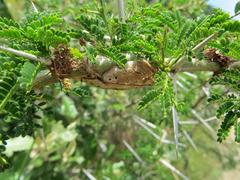 Vachellia kosiensis