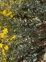 Heterotheca utahensis