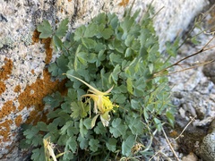 Aquilegia pubescens