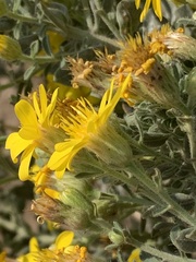 Heterotheca utahensis