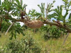 Vachellia kosiensis