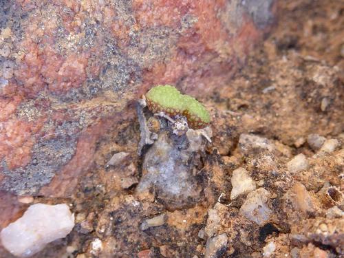 Tylecodon similis