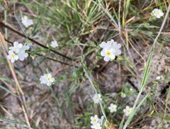 Plagiobothrys figuratus