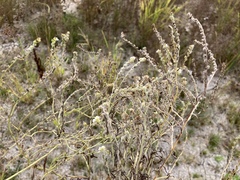 Plagiobothrys figuratus