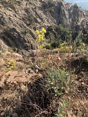 Eriogonum brevicaule