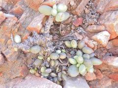 Adromischus filicaulis filicaulis