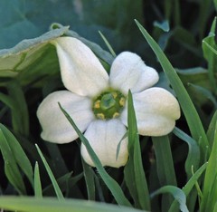 Jaborosa runcinata