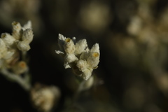 Pseudognaphalium