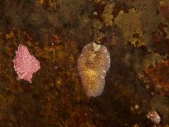 Thysanozoon brocchii