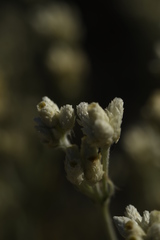 Pseudognaphalium