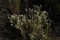 Pseudognaphalium