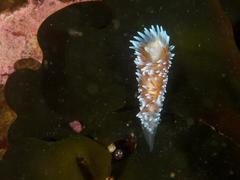 Antiopella longidentata